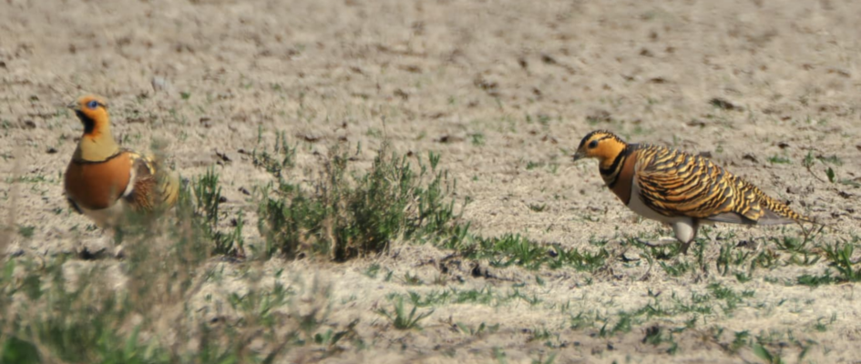 LAS CABEZAS DE SAN JUAN WEB - 2026-04-17T130016.822